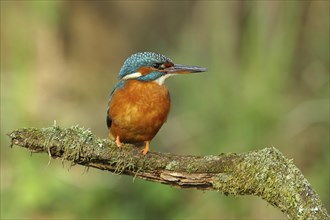 Common kingfisher (Alcedo atthis), female on mossy branch on perch, Wilden, North Rhine-Westphalia,