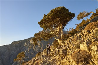 Hiking trail, tree, hiker from behind, Gingilos, hiking on the Gingilos, morning light, cloudless