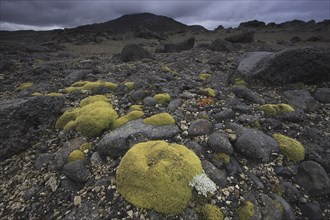 Black lava landscape with contrasting green moss cushions, dramatic weather, Is