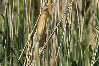 Little Bittern (Ixobrychus minutus) in breeding territory, Middle Elbe Biosphere Reserve,