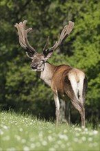 Red deer (Cervus elaphus) with velvet antlers, Allgäu, Bavaria, Germany, Europe