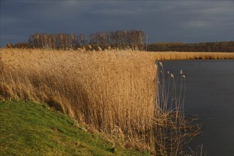 Reed belt, breeding habitat for rare birds, Peene Valley River Landscape nature park Park,