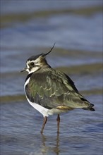 Northern Lapwing (Vanellus vanellus) wading in shallow water