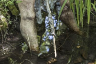 Cro-magnon man fishing in pond with harpoon at Prehisto Parc, theme park about prehistoric life at