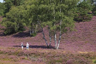 Fischbeker Heide nature reserve with hikers, heather blossom, flowering common heather (Calluna