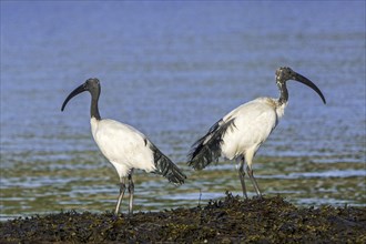 Two African sacred ibises (Threskiornis aethiopicus) introduced species foraging on seaweed covered