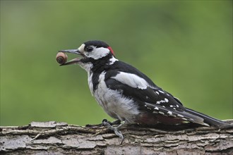 Great Spotted Woodpecker (Dendrocopos major), Greater Spotted Woodpecker male with hazelnut in beak