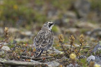 Horned lark (Eremophila alpestris) female on the ground in summer, Jasper National Park, Alberta,