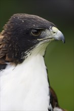 Hybrid between White-tailed Hawk and Red-backed Hawk (Buteo albicaudatus) (Geranoaetus albicaudatus