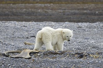 Young scavenging polar bear (Ursus maritimus) cub foraging among stranded whale bones on shingle