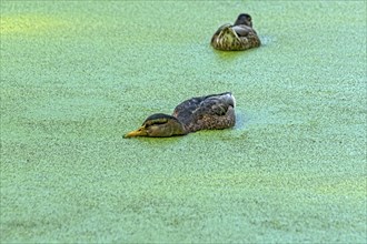 Mallards (Anas platyrhynchos) females swimming on pond with duckweeds (Lemna), duckweed, small lake