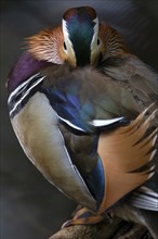 Mandarin ducks (Aix galericulata) male sitting on branch by pond, Tiergarten, Berlin, Germany,