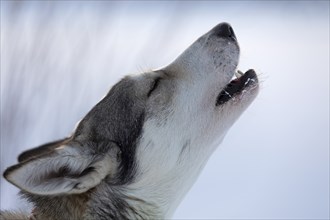 Husky howling, Ranua, Lapland, Finland, Europe