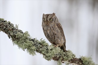 European scops owl (Otus scops), adult, perch, winter, snow, alert, Bohemian Forest, Czech