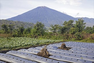 Mount Rinjani, Gunung Rinjani, active volcano and field growing vegetables at Sembalun Lawang, West