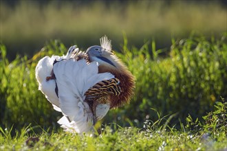 Great bustard (Otis tarda) mating male, spread beard feathers and wings, heaviest flying bird, La