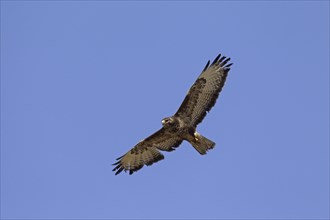 Common buzzard (Buteo buteo) in flight against blue sky