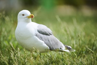 Yellow-legged gull (Larus michahellis), standing on a meadow, wildlife, France, Europe