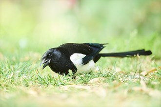 Common magpie (Pica pica), standing on a meadow, wildlife, France, Europe