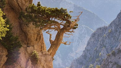 Gnarled tree clinging to rocks, HDR, Gingilos, Hiking on the Gingilos, Morning light, Samaria