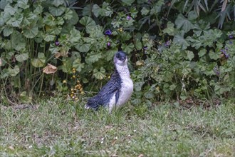 Blauer Pinguin (Eudyptula minor), Oamaru, Bezirk Waitaki, Otago, Neuseeland