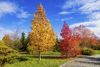 The Forest Botanical Garden Tharandt is an institution of the Technical University of Dresden and