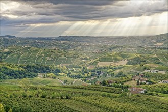 Wine hills near Diano d'Alba, Barolo region, Langhe, Piedmont, Italy, UNESCO World Heritage Site,