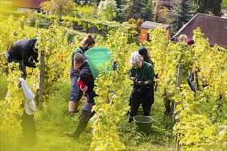 Saxon State Winery Schloss Wackerbarth invites the press to the grape grape harvest in the Goldener