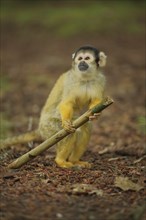 Common squirrel monkey (Saimiri sciureus), juvenile, stick, hold, look, high, above, ground,