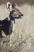 Greater kudu (Tragelaphus strepsiceros), adult female standing behind the shrubs, eye contact,