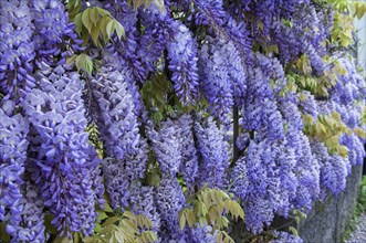 Chinese wisteria (Wisteria sinensis)