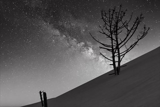 Dry dead pine (Pinus) in the evening, tree stumps on deserted shifting sand dune, starry sky, view