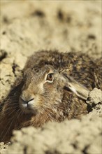 European hare (Lepus europaeus) securing itself in a field furrow, Lower Austria, Austria, Europe