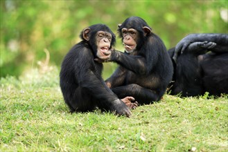 Chimpanzees (Pan troglodytes), young