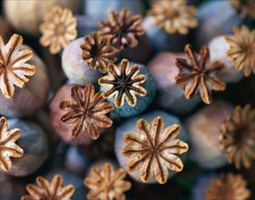 Poppy (Papaver) Seed capsules