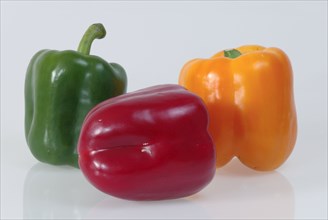 Sweet pepper (Capsicum annuum), fruits