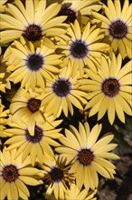 Cape daisy (Osteospermum)