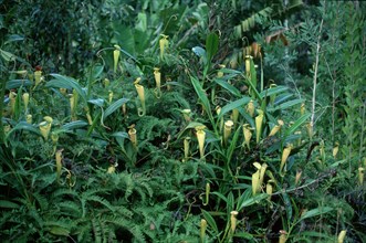 Pitcher Plant, Madagacar (Nepenthes madegascariensis)