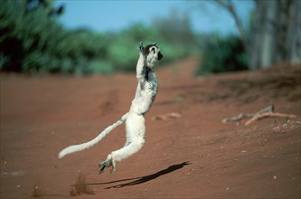 Verreaux's Sifaka (Propithecus verreauxi), Berenty, Madagascar, side, Africa