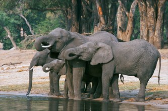 African Elephants (Loxodonta africana), Chobe national park, Botswana, Africa