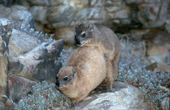 Cape klipsheep (Procavia capensis), pair, copulating, Cape of Good Hope National Park, South