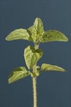 Oregano (Origanum vulgare) leaves