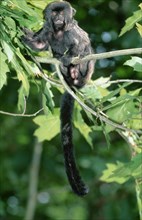 Goeldi's monkey, goeldi's marmoset (Callimico goeldii)