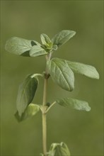 Marjoram (Origanum majorana) leaves