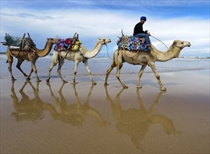 Morocco, dromedary driver, beach, Essaouira, Africa