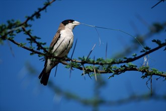 Black-capped social weaver, Samburu Game Reserve (Pseudonigrita cabanisi), Kenya, Africa