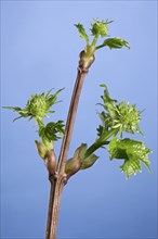 Guelder rose (Viburnum opulus), water elder, cramp bark, guelder rose buds with new leaves