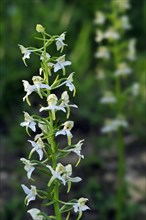 Greater butterfly orchid (Platanthera chlorantha) (Platanthera montana) in flower