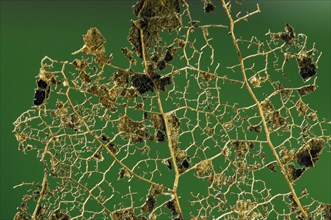 European beech (Fagus sylvatica), Common beech leaf skeleton showing remaining veins, xylem,