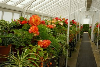 Greenhouse with begonias (Begonia hybrid), Begoniaceae (Begoniaceae) West Dean Garden, West Sussex,